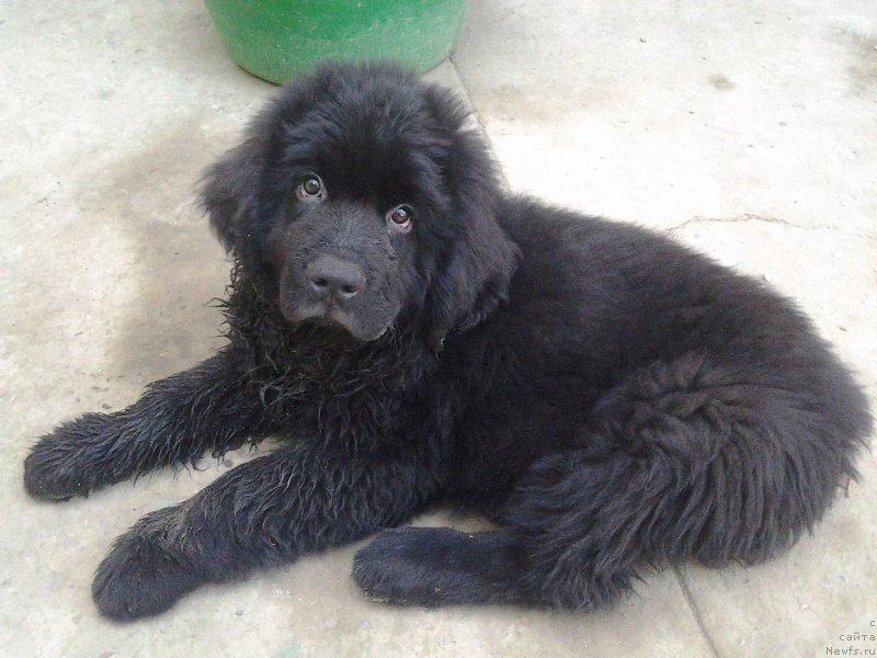 Фото: ньюфаундленд Yalianna s Berega Dona (Ялианна с Берега Дона)