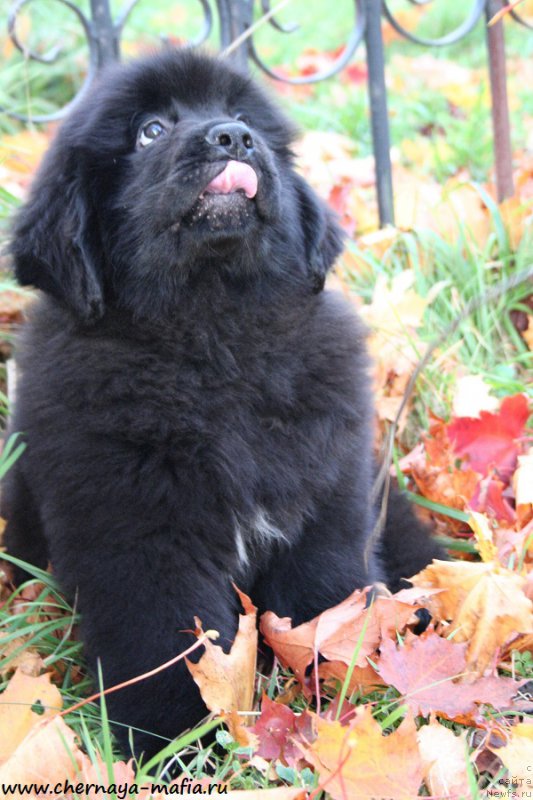 Фотография № 193089