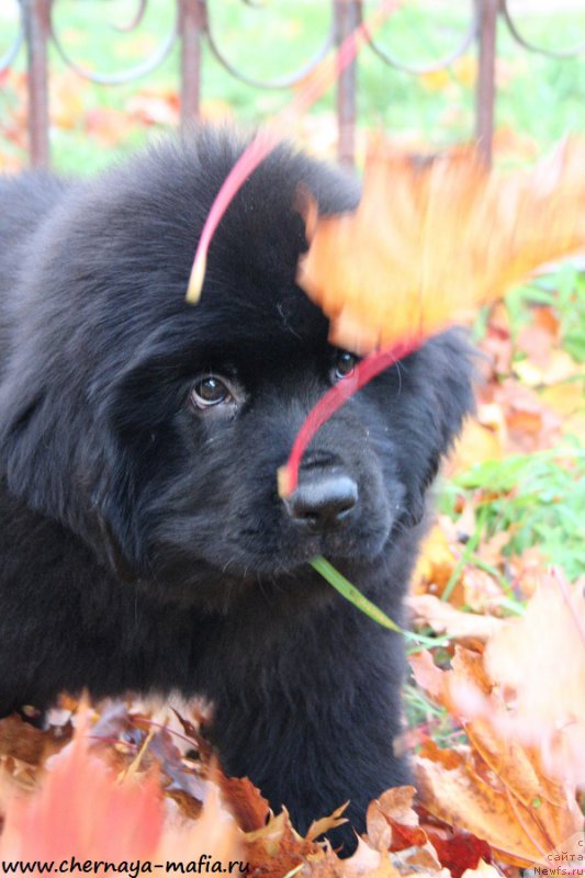 Фотография № 193090