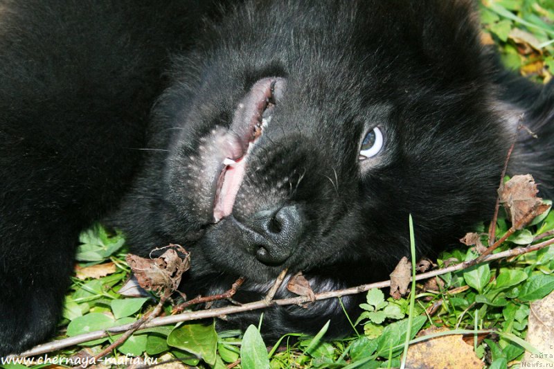 Фотография № 193093