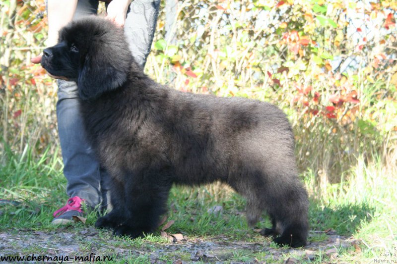 Фотография № 193095