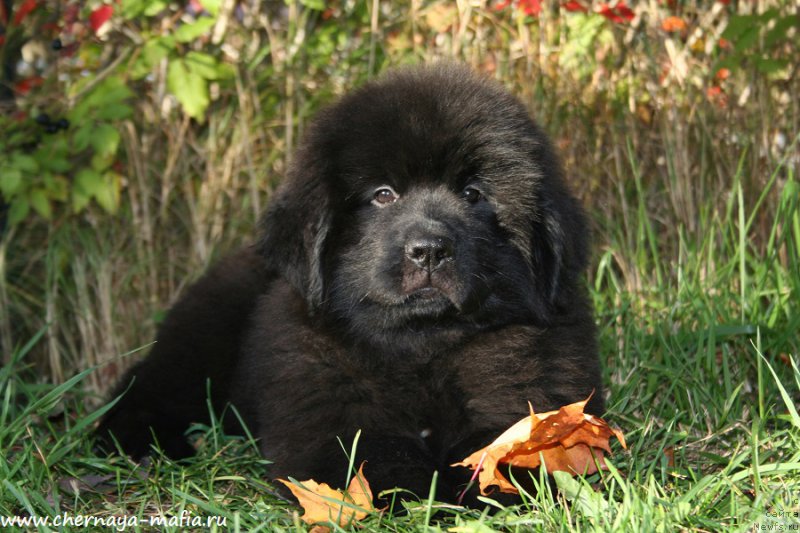 Фотография № 193097