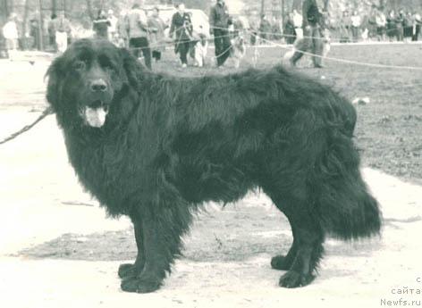 Фото: ньюфаундленд Gercog (Герцог)