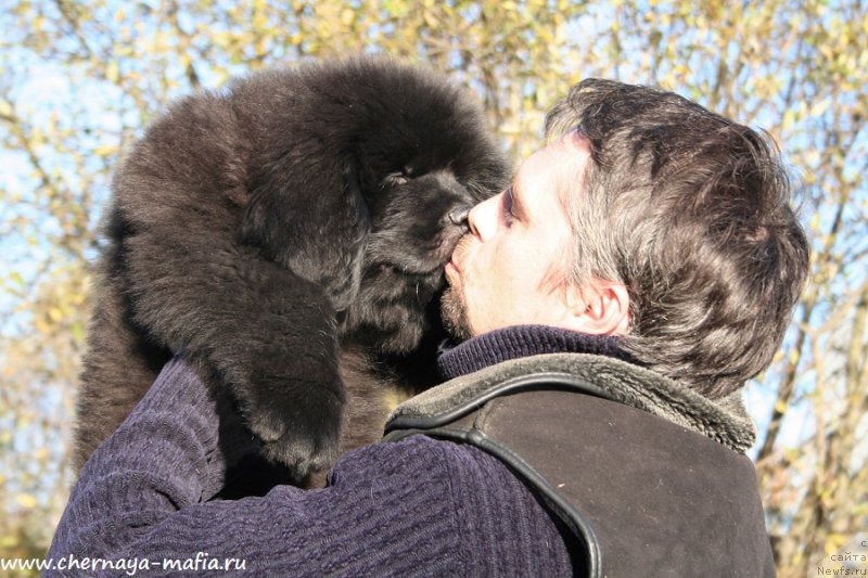 Фото: ньюфаундленд Chernaya Mafia Аll Rights Reserved (Черная Мафия Алл Ригхтс Ресервед)