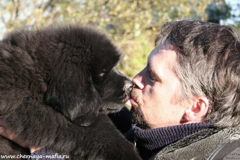 Фото: ньюфаундленд Chernaya Mafia Аll Rights Reserved (Черная Мафия Алл Ригхтс Ресервед)
