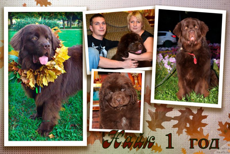 Фото: ньюфаундленд Nyesh Sollar Vind (Нэш Соллар Винд)