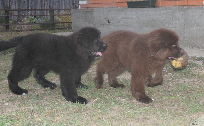Фото: ньюфаундленд Hit SHeliko Golden CHerri Braun (Хит Шелико Голден Черри Браун), ньюфаундленд Hit SHeliko Grand CHeroki Blyek (Хит Шелико Гранд Чероки Блэк)