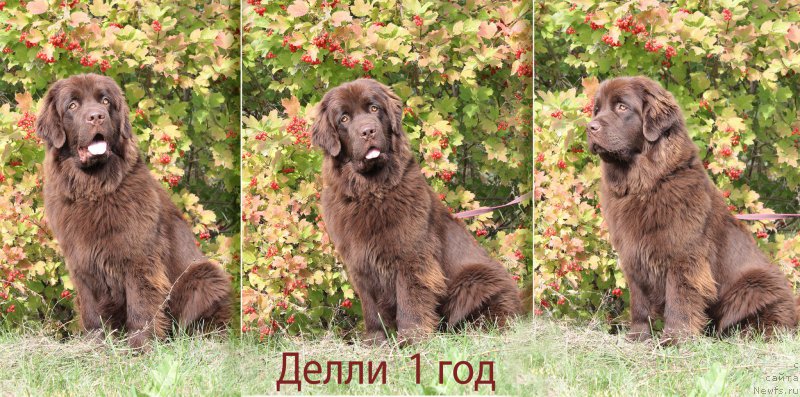 Фото: ньюфаундленд Naomi Tagoliri for Brouwnblood (Наоми Таголири фор Браунблад)