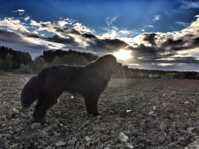 Фото: ньюфаундленд Ih Visochestvo Bishop Karl (Их Высочество Бишоп Карл)
