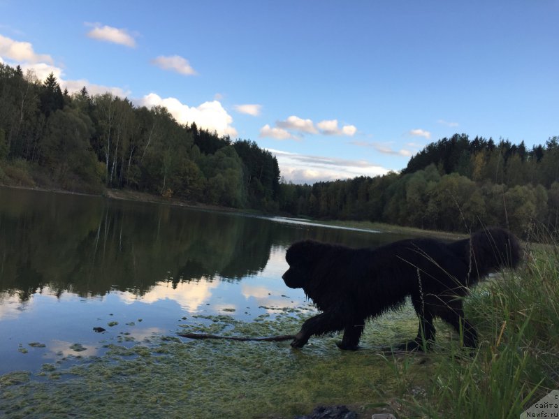 Фото: ньюфаундленд Ih Visochestvo Bishop Karl (Их Высочество Бишоп Карл)