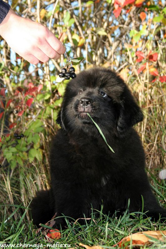 Фото: ньюфаундленд Chernaya Mafia Аll Rights Reserved (Черная Мафия Алл Ригхтс Ресервед)