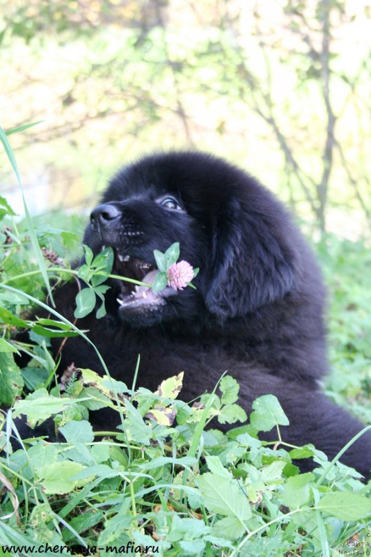 Фото: ньюфаундленд Chernaya Mafia Ace in the Hole (Черная Мафия Асе ин тхе Холе)