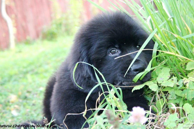 Фото: ньюфаундленд Chernaya Mafia Ace in the Hole (Черная Мафия Асе ин тхе Холе)