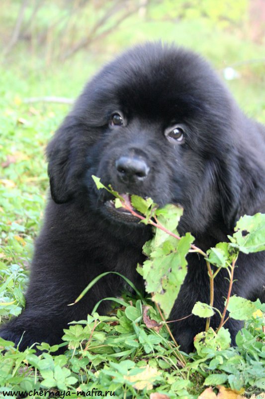 Фото: ньюфаундленд Chernaya Mafia Ace in the Hole (Черная Мафия Асе ин тхе Холе)