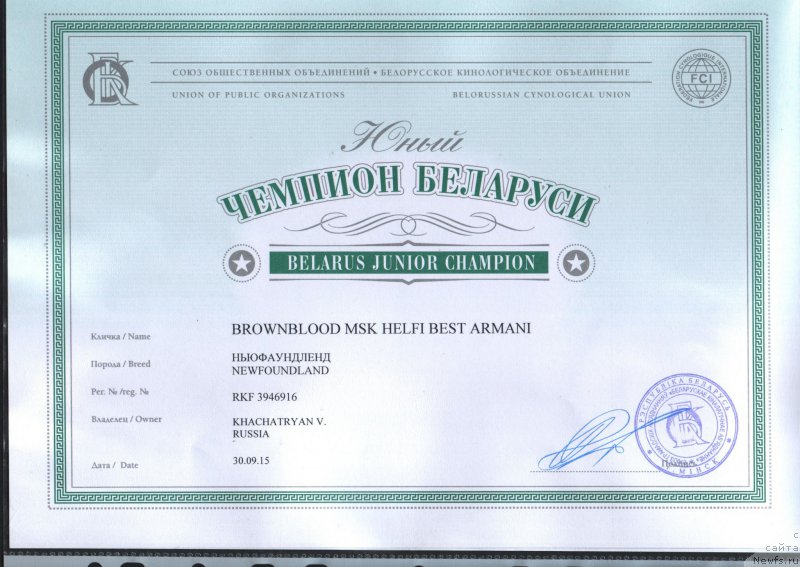 Фото: ньюфаундленд Brownblood MSK Helfi Best Armani (Браунблад МСК Хелфи Бэст Армани)