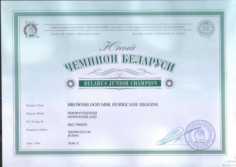 Фото: ньюфаундленд Brownblood MSK Harricane Higgins (Браунблад МСК Харрикейн Хиггенс)