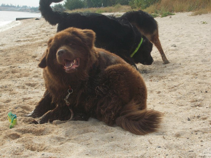 Фото: ньюфаундленд Eho Moskvy s Berega Dona (Эхо Москвы с Берега Дона), ньюфаундленд Ocharovashka s Berega Dona (Очаровашка с Берега Дона)