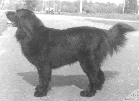 Фото: ньюфаундленд Zella (Зелла)