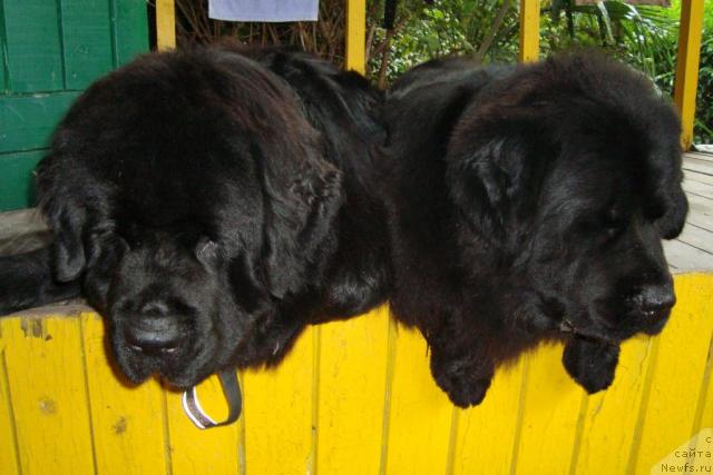 Фото: ньюфаундленд Talula Bell (Талула Белл), ньюфаундленд CHilita iz Zolotogo Treugol'nika (Чилита из Золотого Треугольника)
