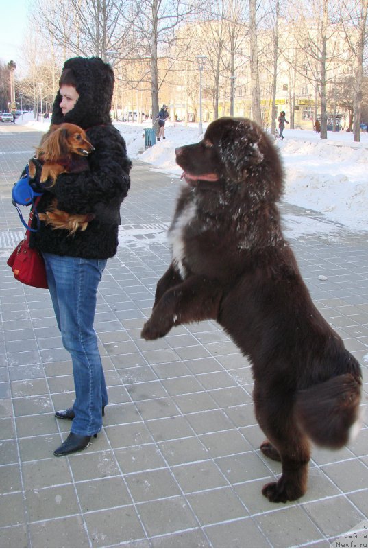 Фото: ньюфаундленд Obush SHed YAntarnyiy Poceluy (Обуш Шед Янтарный Поцелуй)