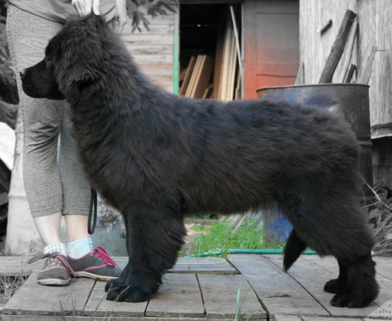 Фото: ньюфаундленд Aristokraticheskaya SHtuchka (Аристократическая Штучка)