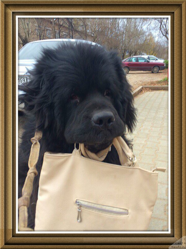 Фото: ньюфаундленд Vinsent Drukki Intrigant (Винсент Друкки Интригант)