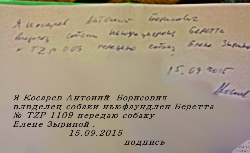 Фото: ньюфаундленд Beretta (Беретта)