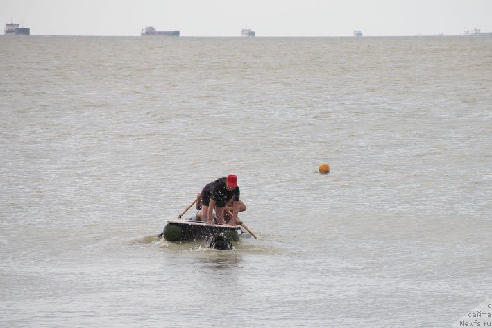 Фото: ньюфаундленд CHerchill' Syer Gay (Черчилль Сэр Гай)