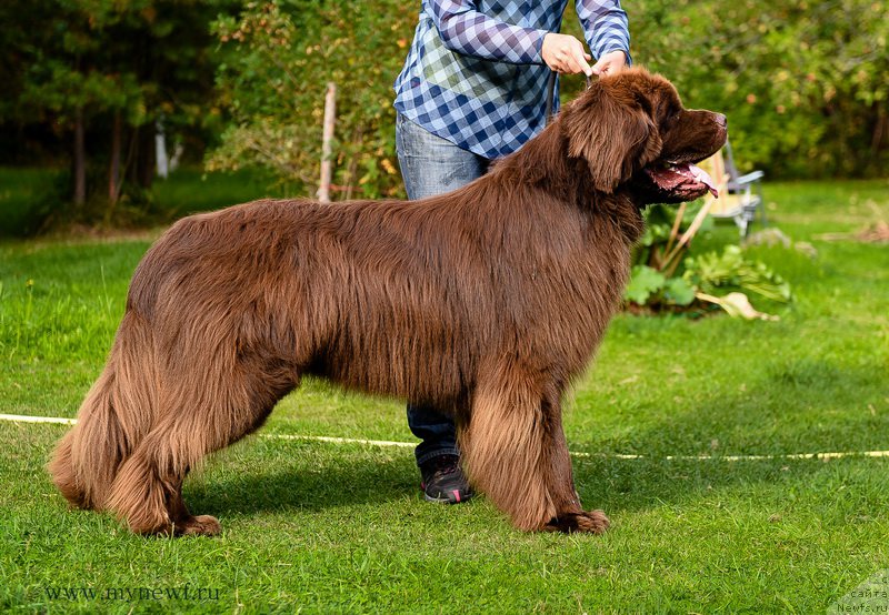 Фото: ньюфаундленд I Follow The Sun de L'Etoile de Cyrice