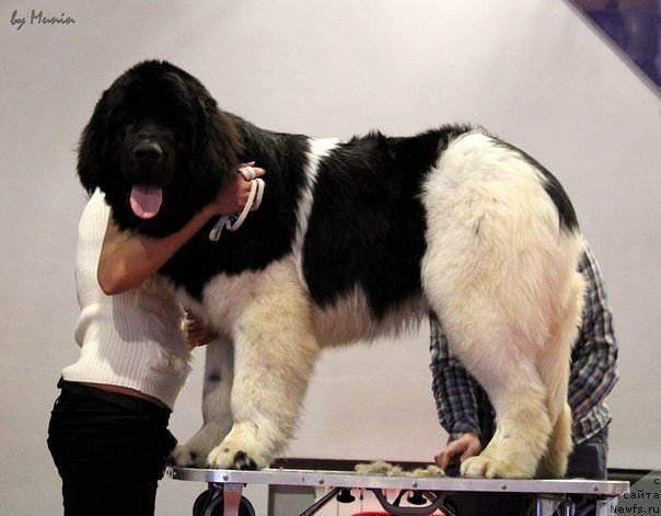 Фотография № 193256