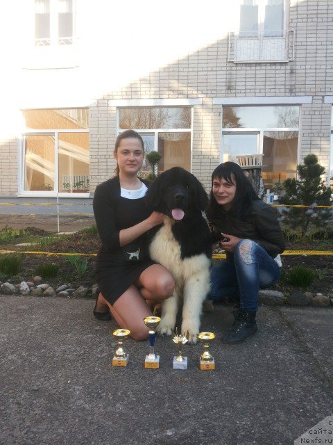 Фото: ньюфаундленд Bi Perfekt Veres (Би Перфект Верес)