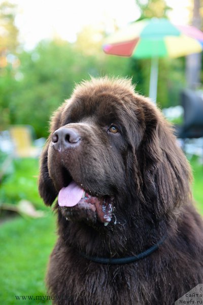 Фото: ньюфаундленд I Follow The Sun de L'Etoile de Cyrice