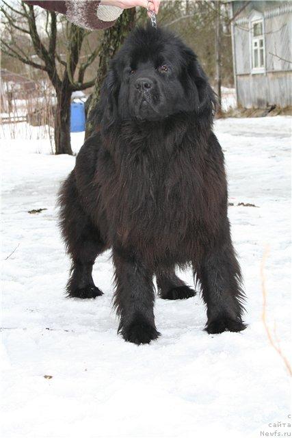 Фото: ньюфаундленд Ukrotitel'nica Stihiy (Укротительница Стихий)