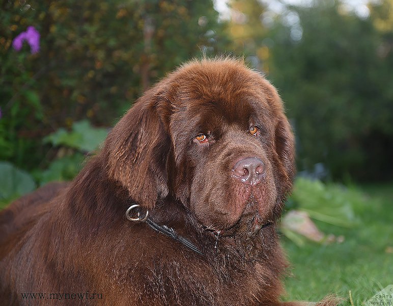 Фото: ньюфаундленд I Follow The Sun de L'Etoile de Cyrice