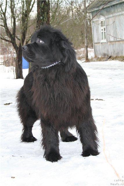 Фото: ньюфаундленд Ukrotitel'nica Stihiy (Укротительница Стихий)