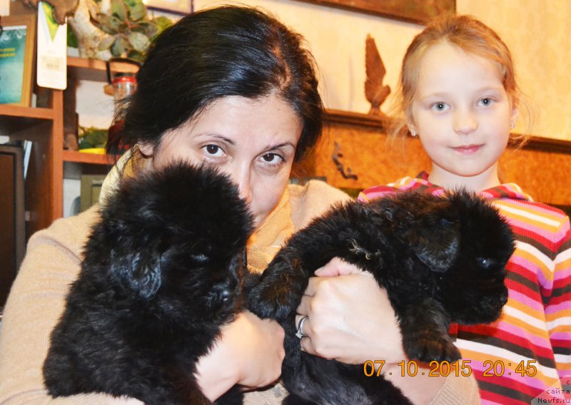 Фото: ньюфаундленд Damskiy Kapriz Znoynaya Myeri (Дамский Каприз Знойная Мэри), ньюфаундленд Damskiy Kapriz Zabavnyiy Mishka (Дамский Каприз Забавный Мишка)