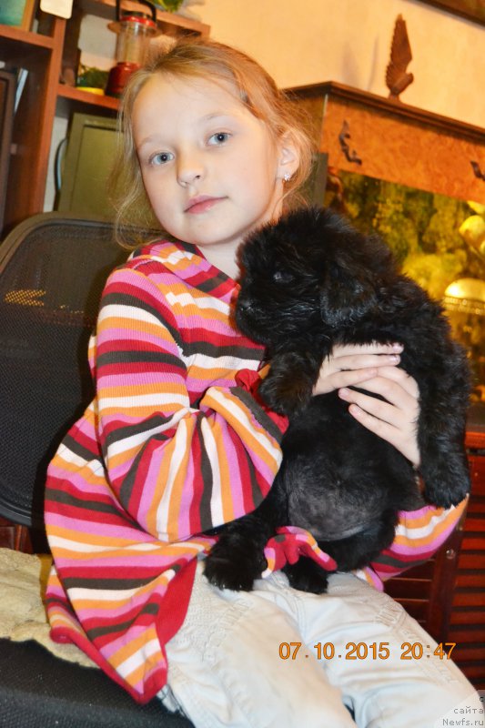 Фото: ньюфаундленд Damskiy Kapriz Znoynaya Myeri (Дамский Каприз Знойная Мэри)