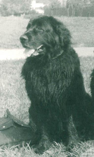 Фото: ньюфаундленд Bayra (Байра)