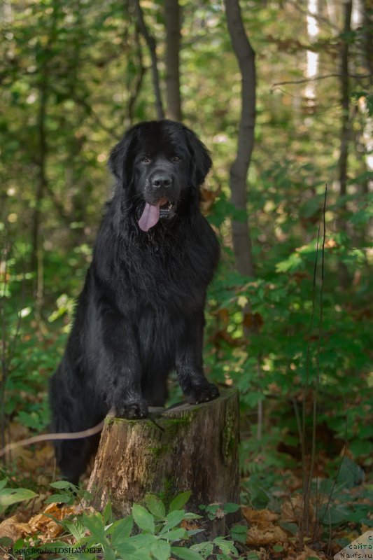 Фото: ньюфаундленд Vakula Olimpiyskiy Mishka (Вакула Олимпийский Мишка)