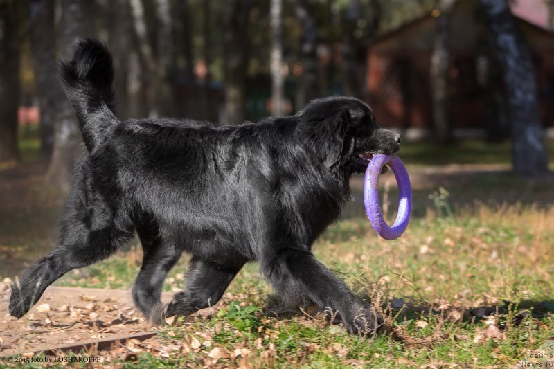 Фото: ньюфаундленд Vakula Olimpiyskiy Mishka (Вакула Олимпийский Мишка)