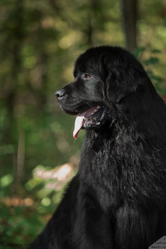 Фото: ньюфаундленд Vakula Olimpiyskiy Mishka (Вакула Олимпийский Мишка)