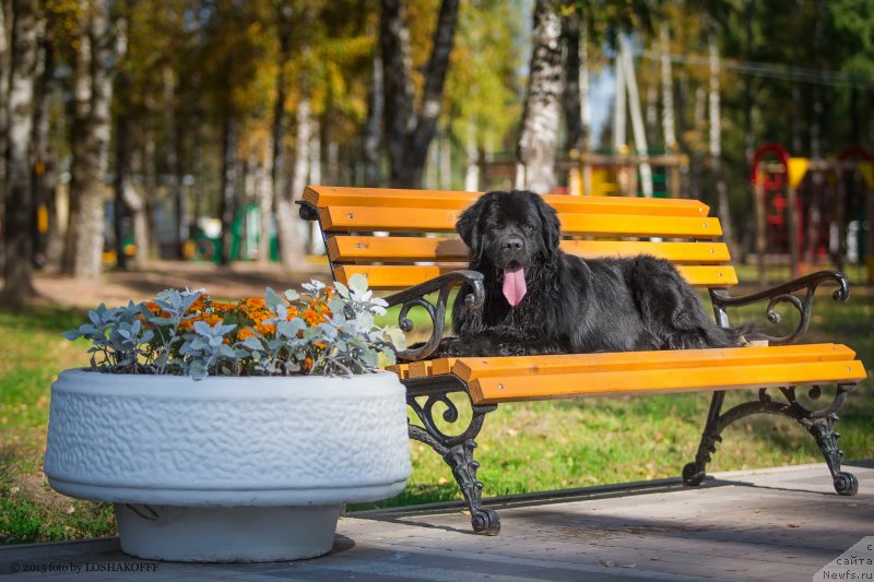 Фото: ньюфаундленд Vakula Olimpiyskiy Mishka (Вакула Олимпийский Мишка)