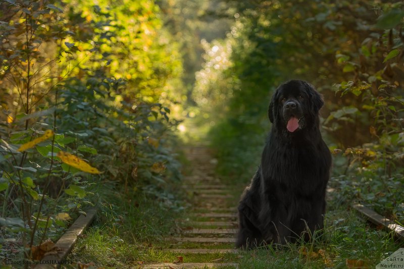Фото: ньюфаундленд Vakula Olimpiyskiy Mishka (Вакула Олимпийский Мишка)