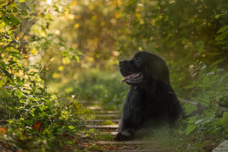 Фото: ньюфаундленд Vakula Olimpiyskiy Mishka (Вакула Олимпийский Мишка)