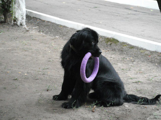 Фотография № 193328