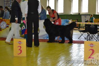 Фото: ньюфаундленд Sent Djons Zhirar Remi (Сент Джонс Жирар Реми)