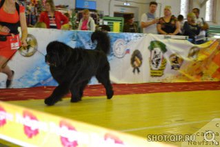 Фото: ньюфаундленд Sent Djons Zhirar Remi (Сент Джонс Жирар Реми)