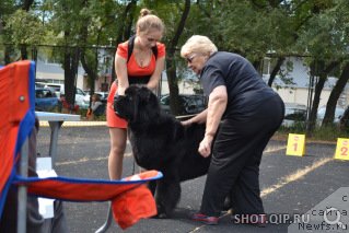 Фото: ньюфаундленд Sent Djons Zhirar Remi (Сент Джонс Жирар Реми)