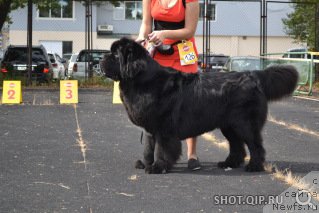Фото: ньюфаундленд Sent Djons Zhirar Remi (Сент Джонс Жирар Реми)