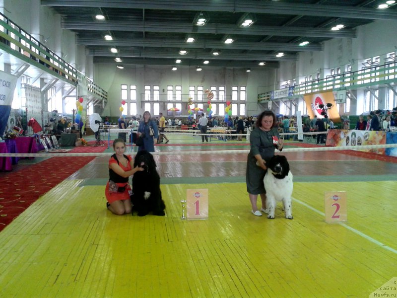 Фото: ньюфаундленд Sent Djons Zhirar Remi (Сент Джонс Жирар Реми)